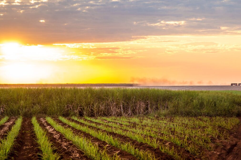 Biomassa: A Energia Firme que o Brasil Precisa para Liderar a Transição Global
