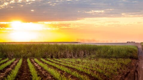Biomassa: A Energia Firme que o Brasil Precisa para Liderar a Transição Global
