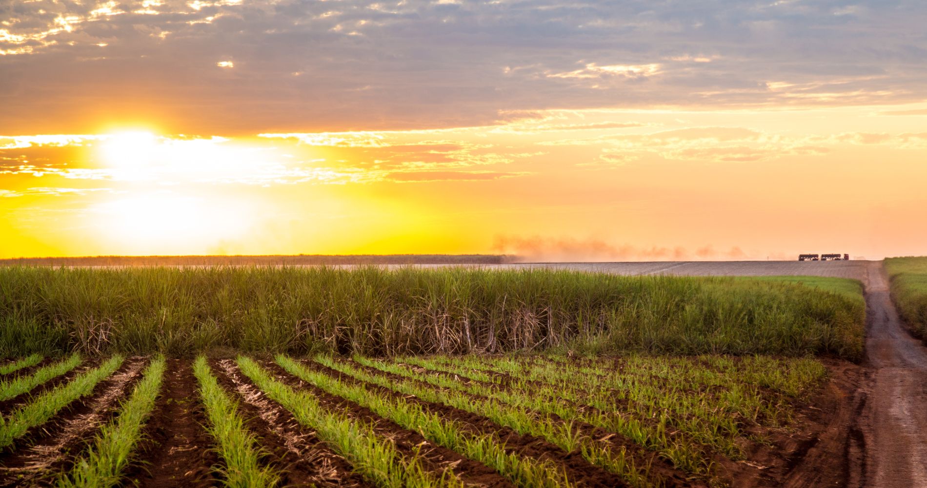 Biomassa: A Energia Firme que o Brasil Precisa para Liderar a Transição Global