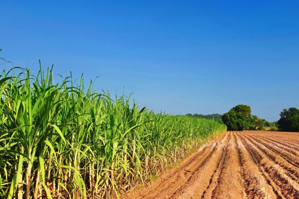 Crescimento global de biogás e biometano: tendências de produção e políticas públicas